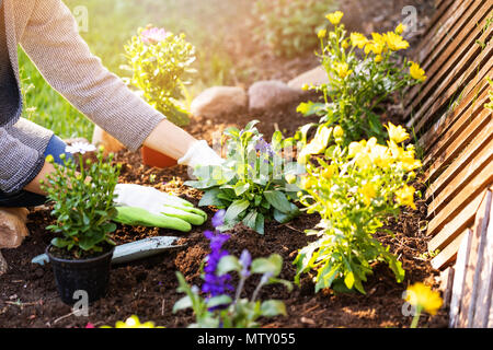 Frau Blumen Pflanzen im Garten im Hinterhof Blumenbeet Stockfoto