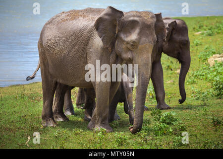 Die Paare des Asiatischen Elefanten mit Baby Elefant nach der Bewässerung. Die pinnawala Elefanten Waisenhaus. Pinnawala Dorf, Sri Lanka. Wilde Tiere unter menschlichen Schutz. Stockfoto