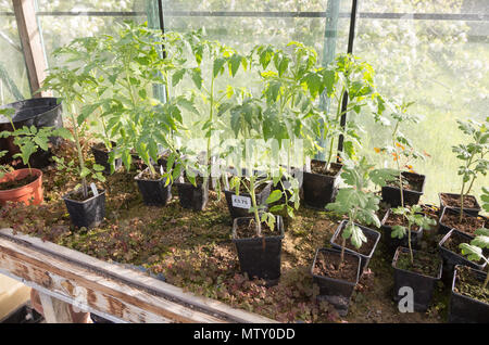 Tomaten Pflanzen in Töpfen im Gewächshaus, Großbritannien Stockfoto
