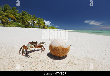 Krabben und Kokosnuss auf unberührten weißen Sandstrand, Weihnachtsinsel, Kiribati Stockfoto