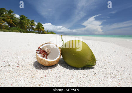 Erdbeere Einsiedlerkrebs und Kokosnüsse auf unberührten weißen Sandstrand, Weihnachtsinsel, Kiribati Stockfoto