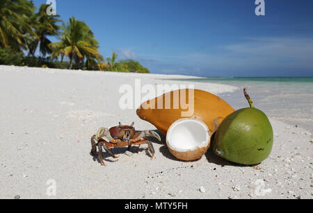 Krabben und Kokosnüsse auf unberührten weißen Sandstrand, Weihnachtsinsel, Kiribati Stockfoto