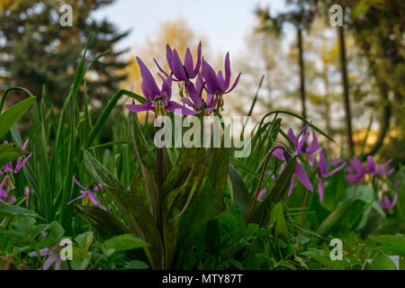 Leicht violetten Blüten der sibirischen Forelle Lily (Erythronium sibiricum) im sanften Abendlicht Stockfoto