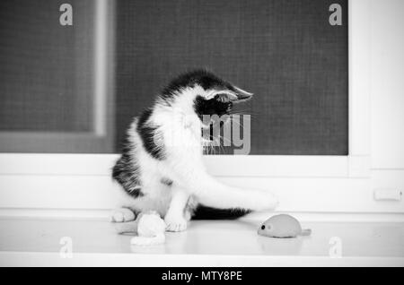 Adorable Schwarz und Weiß kleine katze Haustier spielen auf dem Fenster mit künstliche Maus Spielzeug Stockfoto