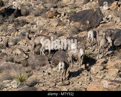 Eine Gruppe der weiblichen Desert bighorn Schaf, Ovis canadensis nelsoni auf Split-Rock Trail im Joshua Tree National Park, Kalifornien, USA. Stockfoto