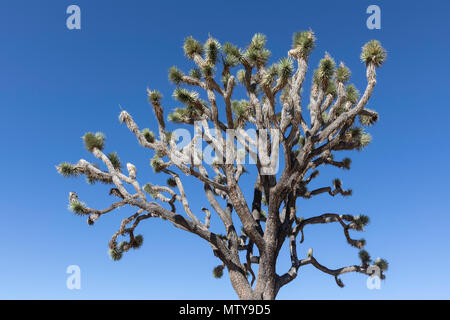 Joshua Tree, Yucca buergeri in Joshua Tree National Park, Kalifornien, USA. Stockfoto