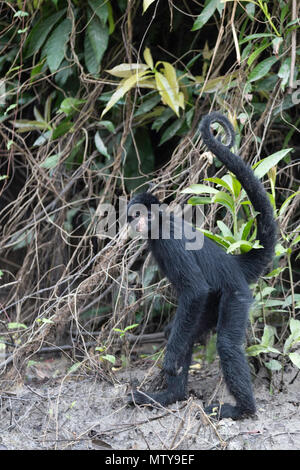 Nach Schwarz-headed Klammeraffen, Ateles spp, San Miguel Caño, Loreto, Peru Stockfoto