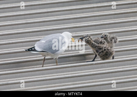 40 Lane, Wembley Park, UK. 31. Mai 2018. Vor kurzem geschlüpften Sturmmöwe (Möwe) Küken auf städtischen Supermarkt Dach. Gemeinsame Möwen zuvor verschachtelte auf Klippen, um in der Nähe ihrer Nahrung zu sein, daher wird häufig als Möwen bezeichnet. Sie nisten auf städtischen Dächern Vorteil der Abfälle zu nehmen wir das auf Deponien produzieren. Credit: Amanda Rose/Alamy leben Nachrichten Stockfoto