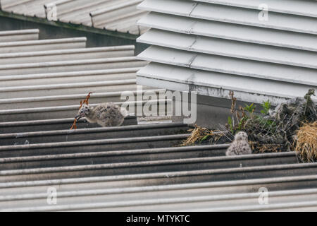 40 Lane, Wembley Park, UK. 31. Mai 2018. Vor kurzem geschlüpften Sturmmöwe (Möwe) Küken auf städtischen Supermarkt Dach. 3 hungrig Larus canus Küken den Kopf aus ihrem Nest auf der Suche nach Frühstück. Credit: Amanda Rose/Alamy leben Nachrichten Stockfoto