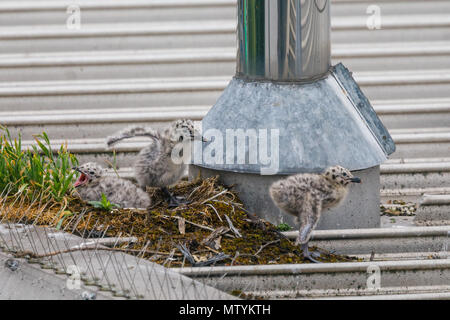 40 Lane, Wembley Park, UK. 31. Mai 2018. Vor kurzem geschlüpften Sturmmöwe (Möwe) Küken auf städtischen Supermarkt Dach. 3 hungrig Larus canus Küken den Kopf aus ihrem Nest auf der Suche nach Frühstück. Credit: Amanda Rose/Alamy leben Nachrichten Stockfoto