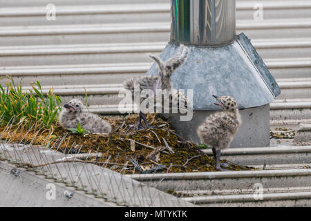 40 Lane, Wembley Park, UK. 31. Mai 2018. Vor kurzem geschlüpften Sturmmöwe (Möwe) Küken auf städtischen Supermarkt Dach. 3 hungrig Larus canus Küken den Kopf aus ihrem Nest auf der Suche nach Frühstück. Credit: Amanda Rose/Alamy leben Nachrichten Stockfoto