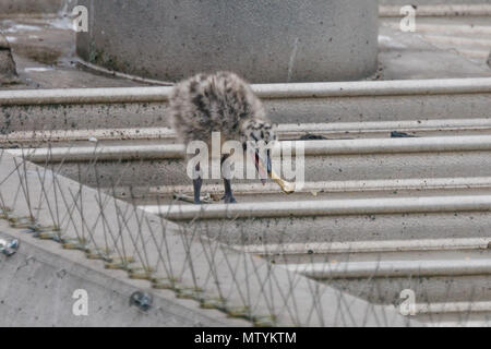 40 Lane, Wembley Park, UK. 31. Mai 2018. Vor kurzem geschlüpften Sturmmöwe (Möwe) Küken ein Huhn Knochen zum Frühstück finden Sie auf den städtischen Supermarkt Dach. 1 Der 3 hungrig Larus canus Küken Kopf aus dem Nest auf der Suche nach Frühstück. Credit: Amanda Rose/Alamy leben Nachrichten Stockfoto