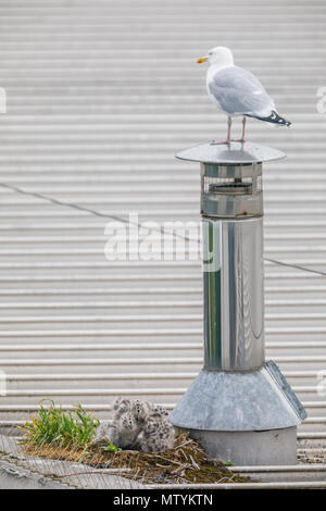 40 Lane, Wembley Park, UK. 31. Mai 2018. Vor kurzem geschlüpften Sturmmöwe (Möwe) Küken auf städtischen Supermarkt Dach, während ein Elternteil ein Aussichtspunkt in der Nähe hält. 3 hungrig Larus canus Küken den Kopf aus ihrem Nest auf der Suche nach Frühstück. Credit: Amanda Rose/Alamy leben Nachrichten Stockfoto