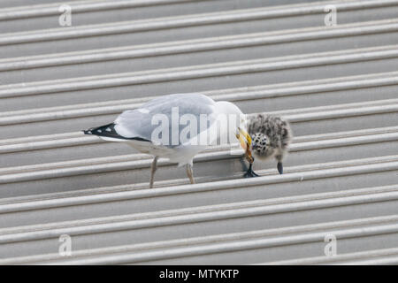 40 Lane, Wembley Park, UK. 31. Mai 2018. Vor kurzem geschlüpften Sturmmöwe (Möwe) Küken auf städtischen Supermarkt Dach. Credit: Amanda Rose/Alamy leben Nachrichten Stockfoto