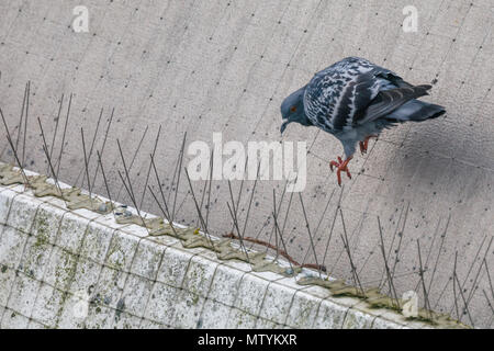 40 Lane, Wembley Park, UK. 31. Mai 2018. Taube scheint unbeirrt von der Verrechnung und Spikes als Abschreckung gedacht. Credit: Amanda Rose/Alamy leben Nachrichten Stockfoto