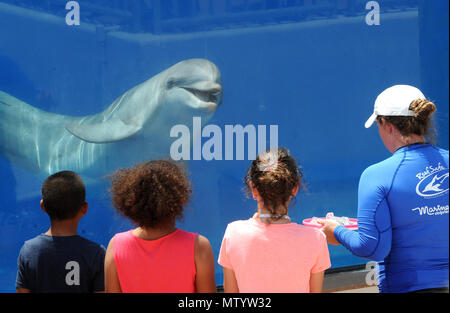 Marineland, USA. Mai 31, 2018 - Marineland, Florida, United States - Kinder beobachten, wie eine große Tümmler für einen Trainer bei Marineland Dolphin Adventure im Marineland, Florida während des 80-jährigen Bestehens der Anziehung Feier am 31. Mai 2018 führt. Der Park, der ersten Ozeanarium der Welt, die 1938 als Marine Studios geöffnet, damit Filmemacher Unterwasseraufnahmen und Besucher zu schießen, um zu sehen, Marine Life live und hautnah. Credit: Paul Hennessy/Alamy leben Nachrichten Stockfoto