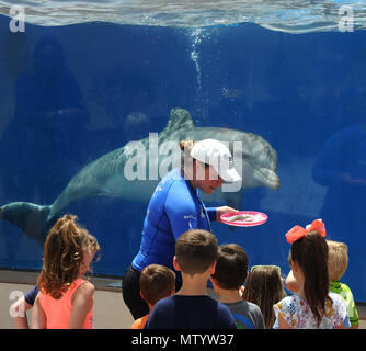 Marineland, USA. Mai 31, 2018 - Marineland, Florida, United States - ein grosser Tümmler führt für eine Gruppe von Kindern im Marineland Dolphin Adventure im Marineland, Florida während des 80-jährigen Bestehens der Anziehung Feier am 31. Mai 2018. Der Park, der ersten Ozeanarium der Welt, die 1938 als Marine Studios geöffnet, damit Filmemacher Unterwasseraufnahmen und Besucher zu schießen, um zu sehen, Marine Life live und hautnah. Credit: Paul Hennessy/Alamy leben Nachrichten Stockfoto