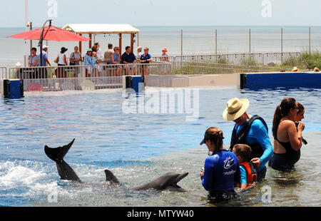 Marineland, USA. Mai 31, 2018 - Marineland, Florida, United States - ein grosser Tümmler führt für Gäste bei Marineland Dolphin Adventure im Marineland, Florida während des 80-jährigen Bestehens der Anziehung Feier am 31. Mai 2018. Der Park, der ersten Ozeanarium der Welt, die 1938 als Marine Studios geöffnet, damit Filmemacher Unterwasseraufnahmen und Besucher zu schießen, um zu sehen, Marine Life live und hautnah. Credit: Paul Hennessy/Alamy leben Nachrichten Stockfoto