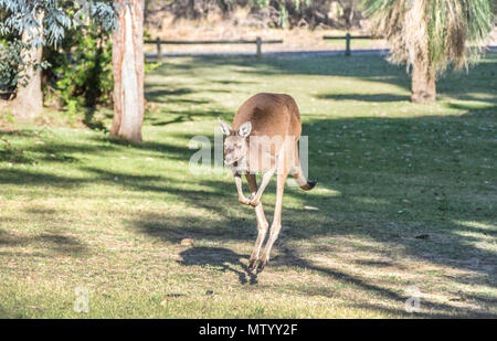 Westliches Graukänguru (Macropus fuliginosus melanops), das in einem Park, Perth, Westaustralien, Australien springt Stockfoto