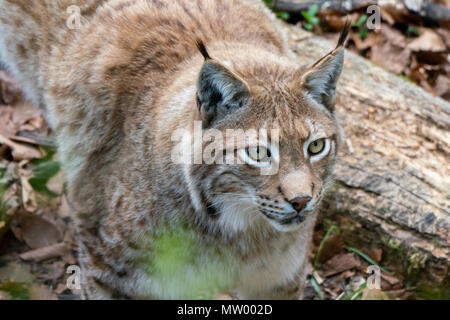 Männliche Eurasischen Luchs, Österreichischen Alpen, Grunau im Almtal, Gmunden, Österreich Stockfoto