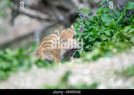 Eber Ferkel, Österreichischen Alpen, Grunau im Almtal, Gmunden, Österreich Stockfoto