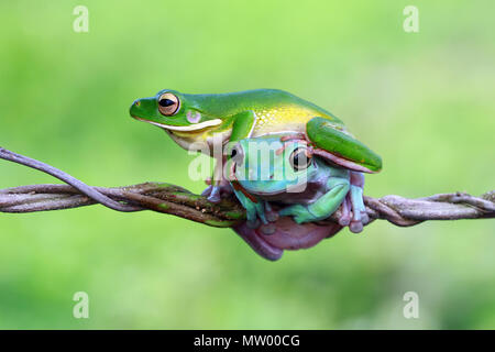 Weiß-lippigen Laubfrosch und plump Frosch auf der jeweils anderen auf einem Zweig Stockfoto