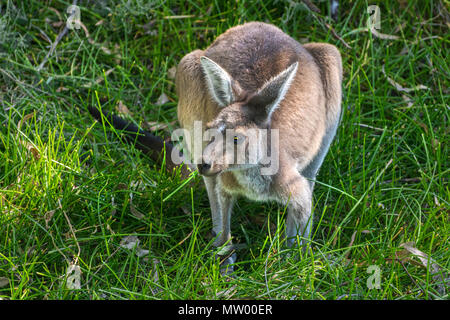 Western grey Kangaroo Beweidung auf grünem Gras, Perth Western Australia Stockfoto