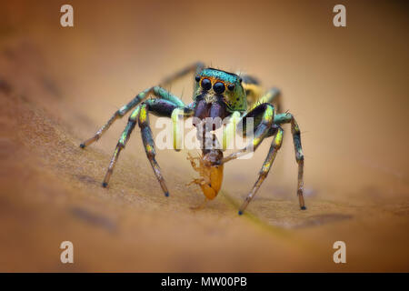 Springende Spinne mit Beute, Batam, Indonesien Riau Kepulauan Stockfoto