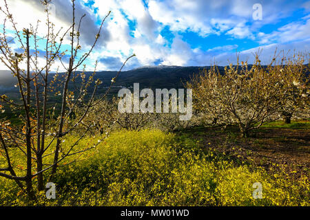 Kirschbäume, Valle del Jerte, Caceres, Extremadura, Spanien Stockfoto