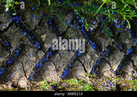 Ansicht von oben von Flachs Blumen wachsen in Traktorspuren, Niort, Nouvelle-Aquitaine, Frankreich Stockfoto