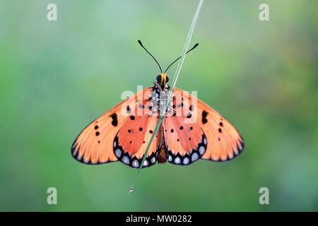 Schmetterling auf ein Blatt des nassen Gras Stockfoto