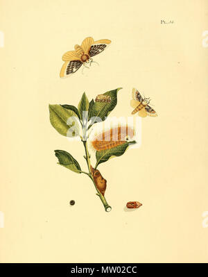 . Illustration von: Megalopyge xanthopasa (syn. Phalaena xanthopasa). 1848. Jan Sepp (1778 - 1853) 551 Sepp-Surinaamsche vlinders-pl014 Platte Megalopyge xanthopasa Stockfoto