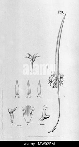 . Abbildung: Octomeria truncicola. 1898. Carl Friedrich Philipp von Martius (1794-1868), August Wilhelm Eichler (1839-1887), Ignaz Urban (1848-1931) 452 Octomeria truncicola - Detail von Fl. Br. 3-4-129 Stockfoto