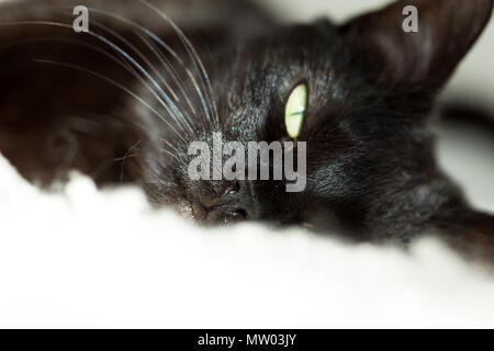 Nahaufnahme einer schwarzen Katze, die auf einem Teppich liegt Stockfoto