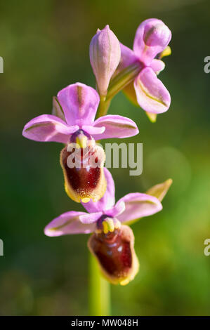 Nahaufnahme von Blumen der Sägeblattorchidee (Ophrys tenthredinifera) in Formentera Island (Pityusen-Inseln, Balearen, Spanien) Stockfoto