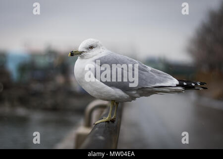 Seagull sitzen auf einem Geländer in New York City auf den Hudson River auf der Suche Stockfoto