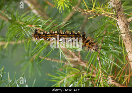 Klosterfrau, Hochwald-Fichteneule, Mönch, Raupe frisst eine Fichte, Panthea coenobita, Kiefer Bögen, Caterpillar, La Cénobite, Eulenfalter, Noctuidae, keine Stockfoto