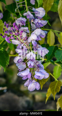 Wisteria Blume Nahaufnahme 1. Stockfoto