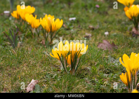 Crocus 'Golden Gelb" Blumen. Stockfoto