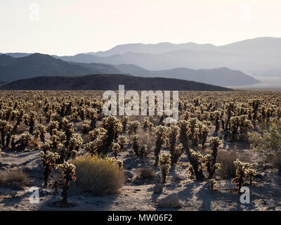 Teddybär cholla, Cylindropuntia bigelovii, bei Sonnenaufgang in Cholla Gärten, Joshua Tree National Park, Kalifornien, USA. Stockfoto