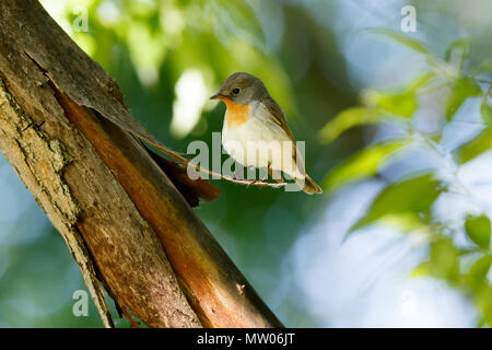 Red-breasted Schopftyrann (Ficedula parva). männlich. Russland, Moskau. Stockfoto