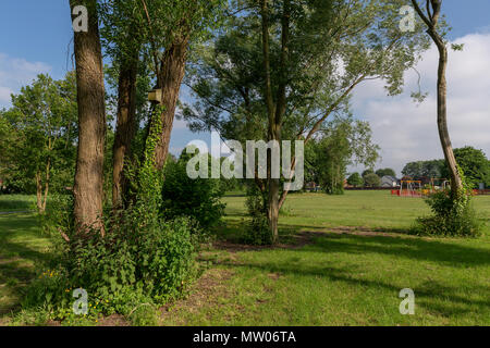 29. Mai 2018  eine Fledermaus box hign in einem Riss Willow Tree in Bruche Park, Warrington, Cheshire, England, Großbritannien Stockfoto