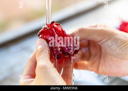 Weibliche Hände waschen die Roselle (Hibiscus sabdariffa) mit Wasser. Frau junge hausfrau Waschmaschine Magenta Farbe frische calyces (sepalen) unter einem Wa Stockfoto