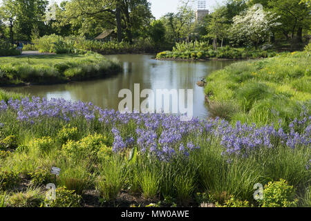 Das neue Wasser Garten verfügt über Tausende von neuen Bäume, Sträucher, Zwiebeln, Farnen und anderen Pflanzen ein Süßwasser-Teich und Belle's Brook, einem restaurierten und erweiterten Wasserstraße, südlich vom Japanischen Hügel-und-Teich Garten. Brooklyn Botanic Garfden, Brooklyn, NY. Stockfoto