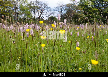 Wildflower Meadow an Appersett in der Nähe von Hawes in den Yorkshire Dales Stockfoto