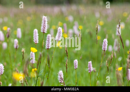 Wildflower Meadow an Appersett in der Nähe von Hawes in den Yorkshire Dales Stockfoto