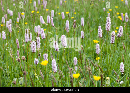 Wildflower Meadow an Appersett in der Nähe von Hawes in den Yorkshire Dales Stockfoto