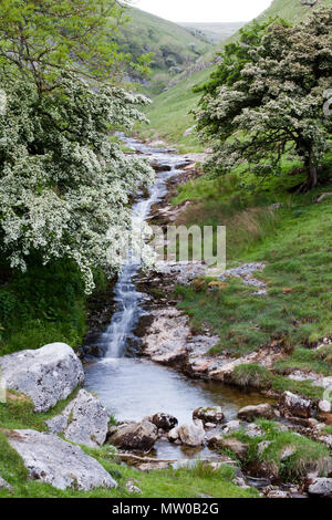 Wasserfall auf Buckden Beck Einspeisung in den River Wharfe in Bösingen, North Yorkshire Stockfoto