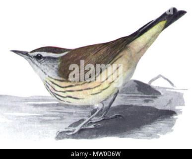 . Louisiana Waterthrush, Parkesia motacilla, Offsetdruck nach malen (Aquarell oder Acryl?). Aus dem Original in die Platte verändert. 1907. Louis Agassiz Fuertes (Künstler), Frank M. Chapman (Thema). 550 Seiurus motacillaEMP 17 CB Stockfoto