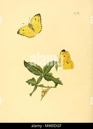 . Illustration von: Papilio xanthe Sepp., Surinam, auf Inga vera Willd. = Phoebis argante Larra (Fabricius, 1798). 1847. Jan Sepp (1778 - 1853) 551 Sepp-Surinaamsche vlinders-pl075 Platte descr. Wie Papilio xanthe Stockfoto